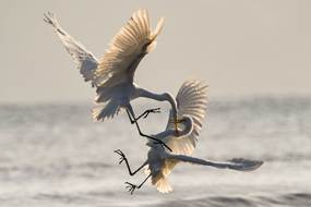 Two egrets fighting mid-air above water, wings spread and talons engaged, symbolising workplace conflict